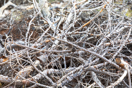 Forest Floor