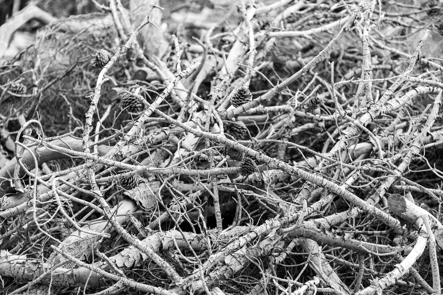 Forest Floor Schwarzweiß