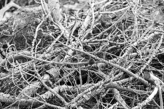 Forest Floor Schwarzweiß