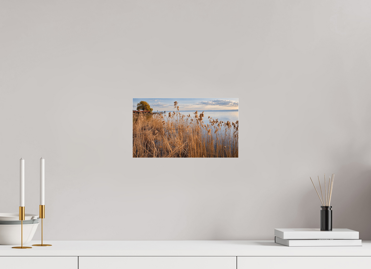32 x 18 cm, Photo Print Under Acrylic Glass Golden Reeds