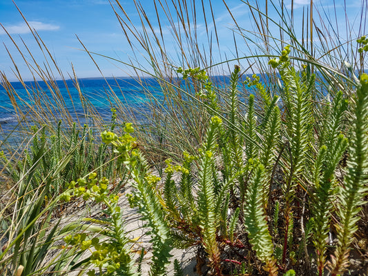 Sea grass