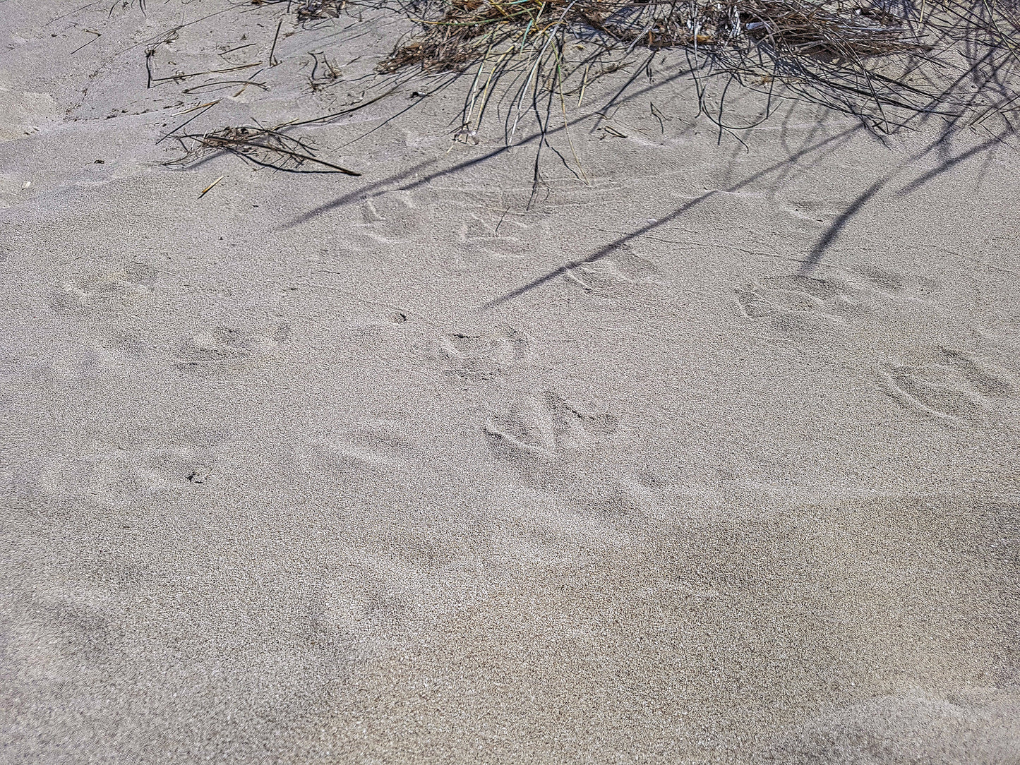 Seagull footprints