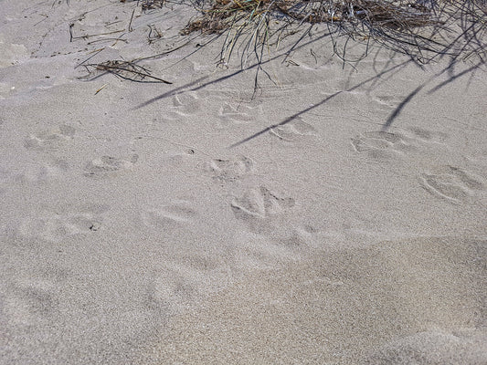 Seagull footprints