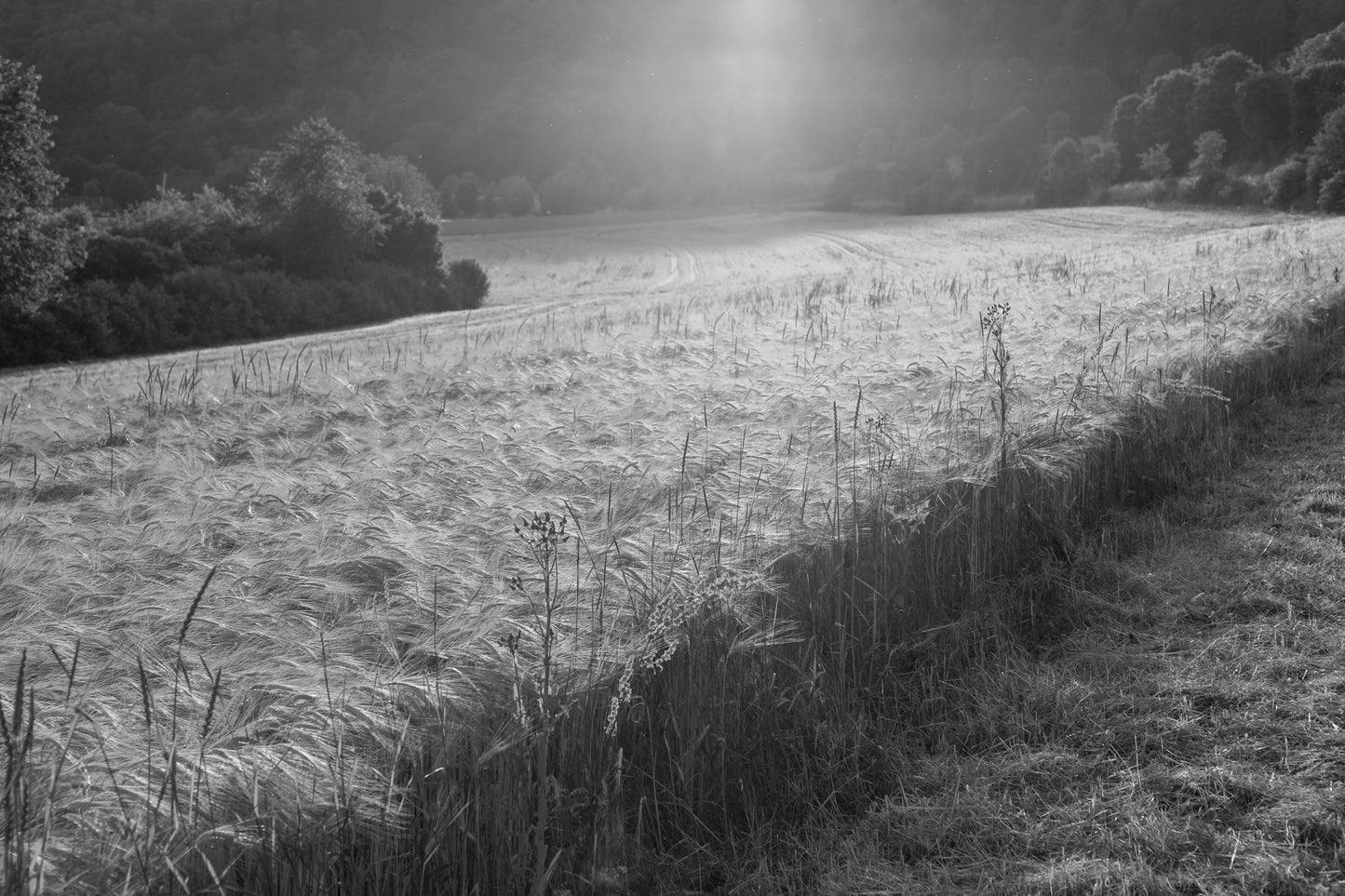 Grain field 