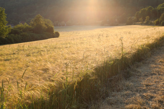 Grain field 