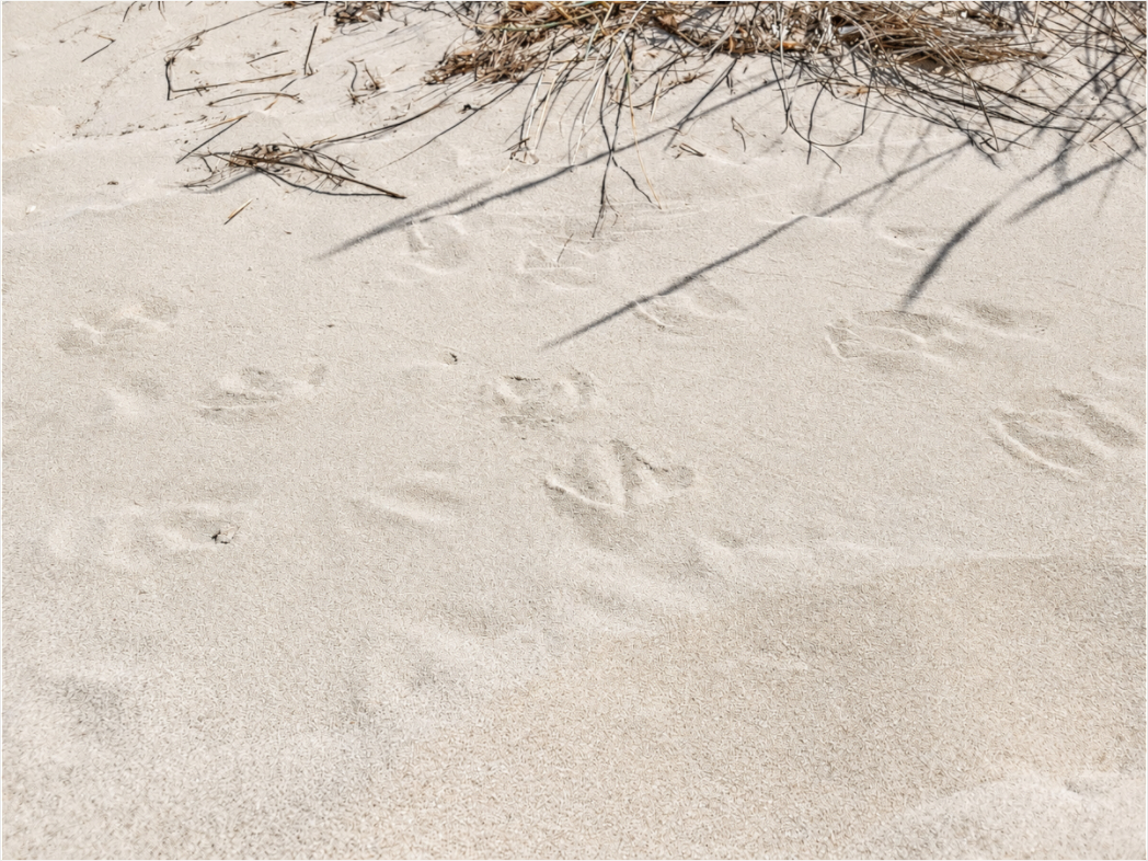 Main image Traces in the Sand
