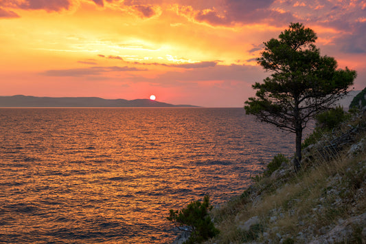 Pine Tree