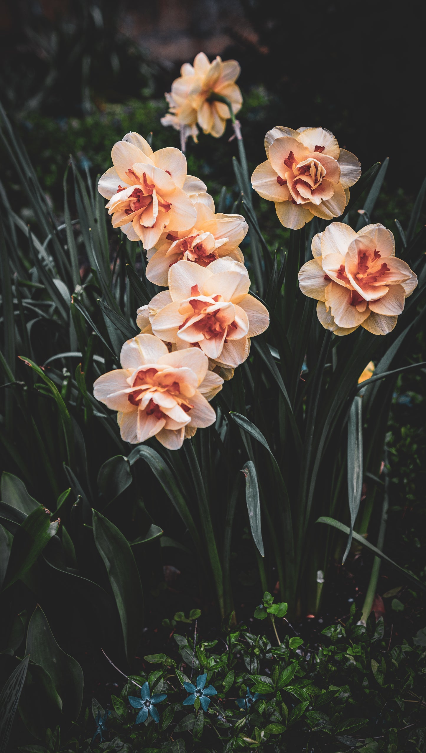 Daffodils