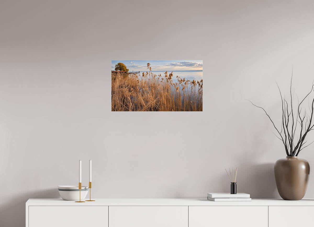 64 x 36 cm, Photo Print Under Acrylic Glass Golden Reeds