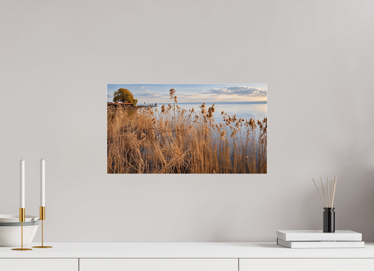 48 x 27 cm, Photo Print Under Acrylic Glass Golden Reeds