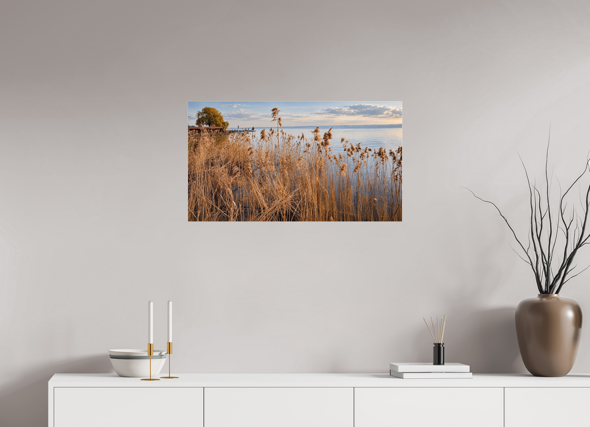80 x 45 cm, Photo Print Under Acrylic Glass Golden Reeds