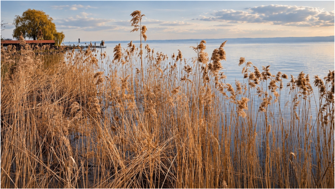 Main image Golden Reeds